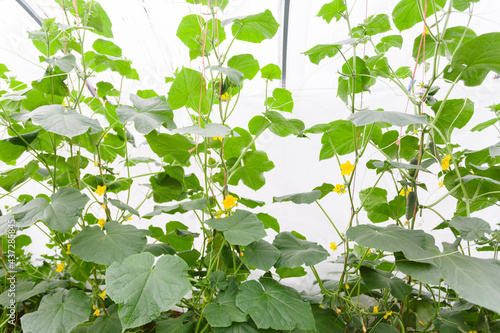 Obraz na płótnie Cucumber in greenhouse w salonie