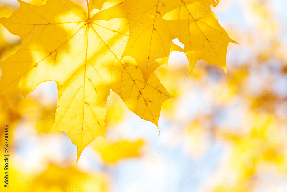 Fototapeta premium Yellow maple leaves on a yellow-blue blurred background.