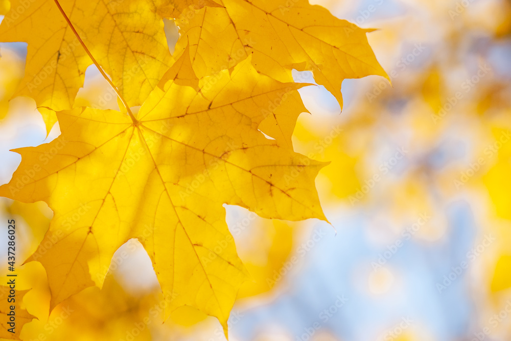 Yellow maple leaves on a yellow-blue blurred background.