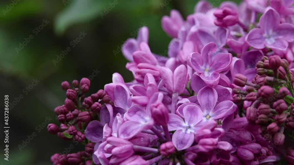 Close up fresh purple lilac flowers Close up fresh purple lilac flowers