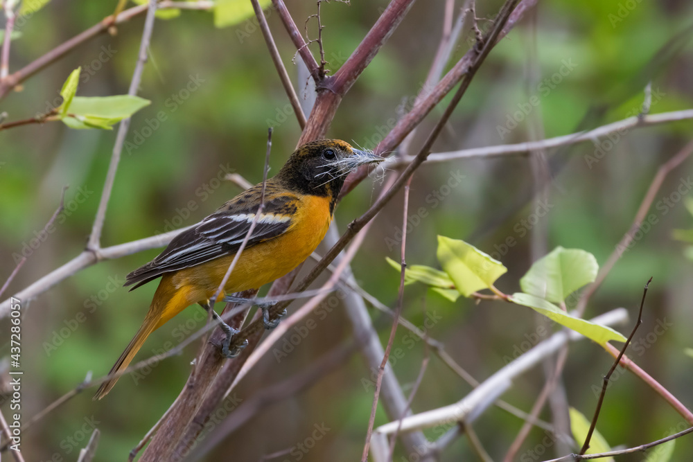 Female Baltimore oriole (Icterus galbula) nesting Female Baltimore oriole (Icterus galbula) nesting