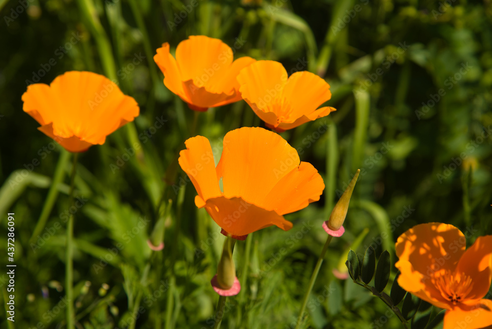 Fototapeta premium Flower power im Elsass im Frühling