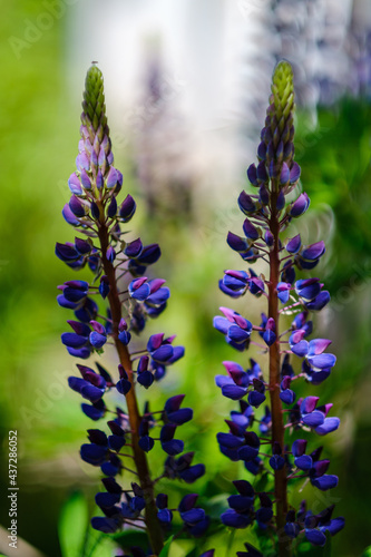 unspecified blue flowers blooming in spring garden