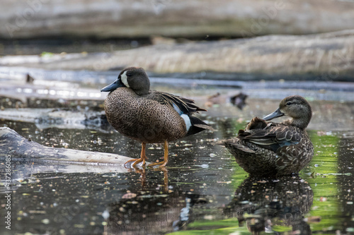The blue-winged teal (Spatula discors) in spring