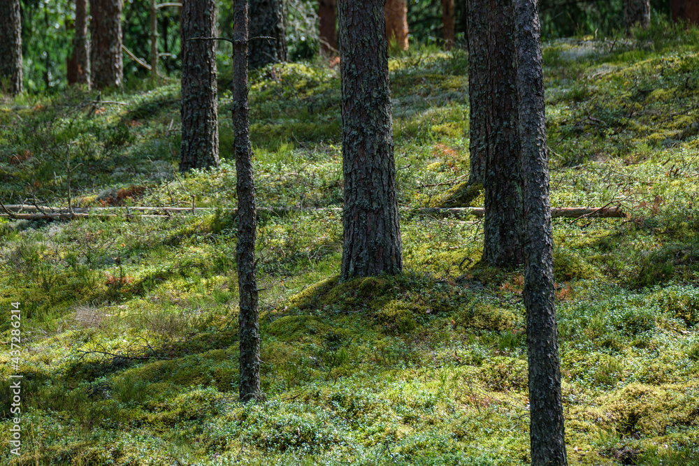 chaotic spring forest lush with messy tree trunks and some foliage. chaotic spring forest lush with messy tree trunks and some foliage.
