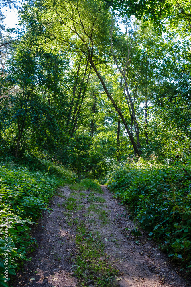 narrow tourist hiking trail in forest narrow tourist hiking trail in forest