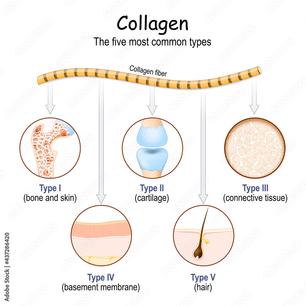 types of Collagen fibers Stock Vector Adobe Stock