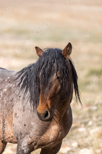 Fototapeta Naklejka Na Ścianę i Meble -  Wild Horse Stallion in the Utah Desert
