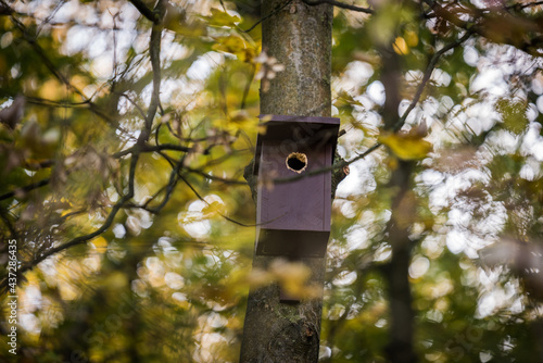 Birdhouse for Parus major, Cyanistes caeruleus, Blue tit, Great tit. Birdhouse from wood with bird plased on tree in park or woodland. Used with leftoffs, needs cleaning. © Dobroslav