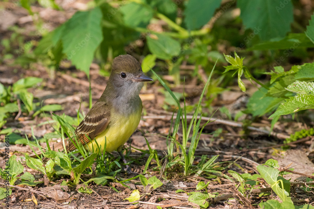 Fototapeta premium great crested flycatcher (Myiarchus crinitus)