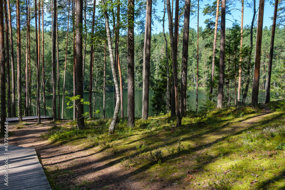 Fototapeta premium wooden plank footpath in forest for hiking