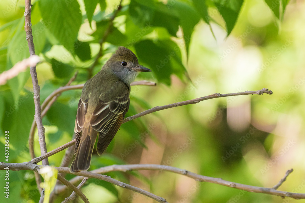 Fototapeta premium great crested flycatcher (Myiarchus crinitus)