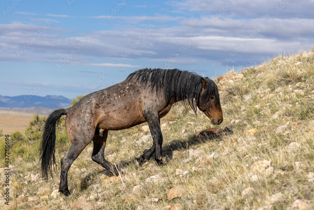 Wild Horse Stallion in the Utah Desert Wild Horse Stallion in the Utah Desert