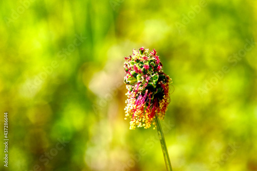 close up of a blooming small burnet photo