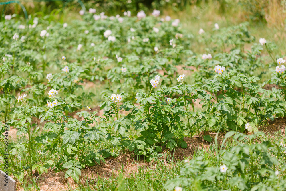 Potato plants with flowers grow in rows in a field