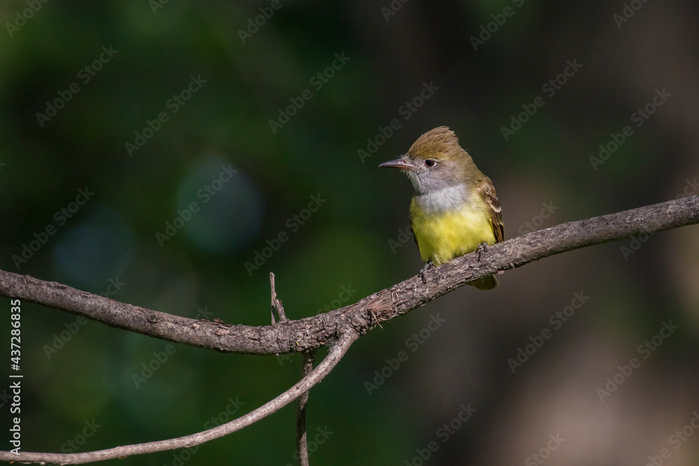 great crested flycatcher (Myiarchus crinitus) great crested flycatcher (Myiarchus crinitus)