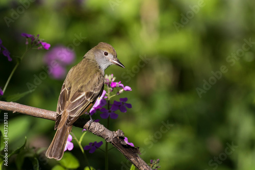 great crested flycatcher (Myiarchus crinitus)