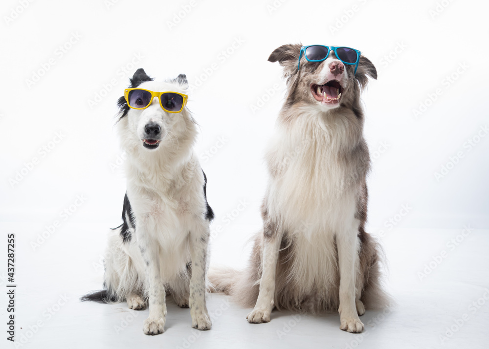 Obraz premium Ensaio Pet border collie