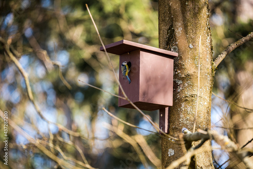 Birdhouse for Parus major, Cyanistes caeruleus, Blue tit, Great tit. Birdhouse from wood with bird plased on tree in park or woodland.
