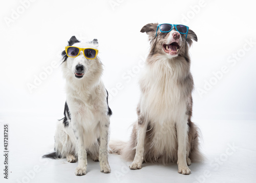 Ensaio Pet border collie