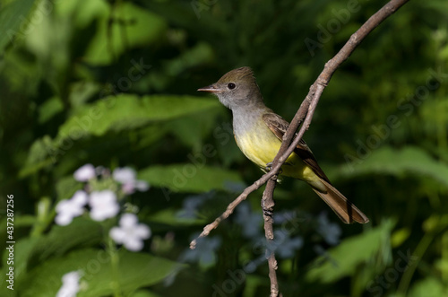 great crested flycatcher (Myiarchus crinitus)