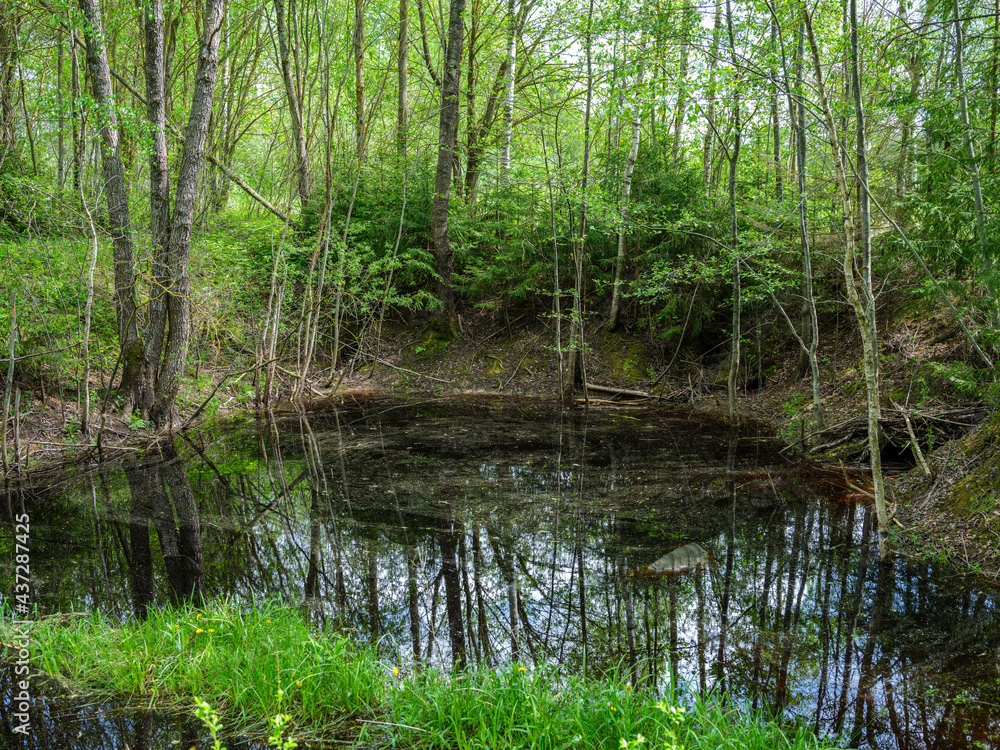 countryside forest river in summer with high grass and foliage countryside forest river in summer with high grass and foliage