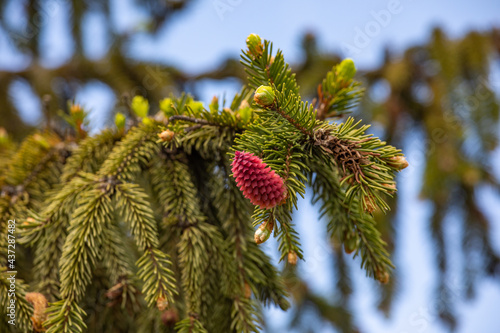 Beautiful blooming red pine cones on a blue sky background in spring.