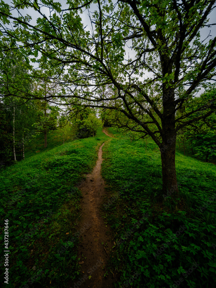 narrow tourist hiking trail in forest narrow tourist hiking trail in forest