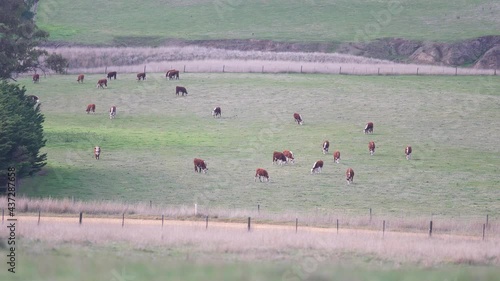 Beautiful Angus and Murray grey cows grazing on hills with the fog in background. photo