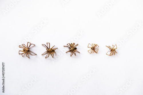 Large spiders on a white background.