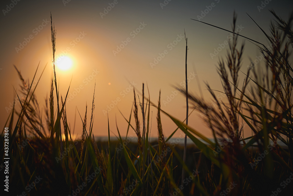 Beautiful sunset over the silhouette of wild grass at sea beach.