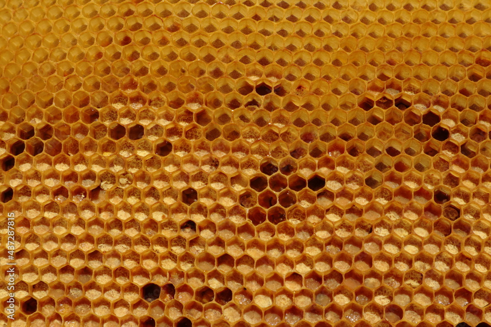 Pszczelarstwo - obrazy, fototapety, plakaty 