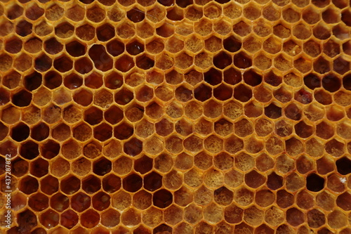 Pszczelarstwo