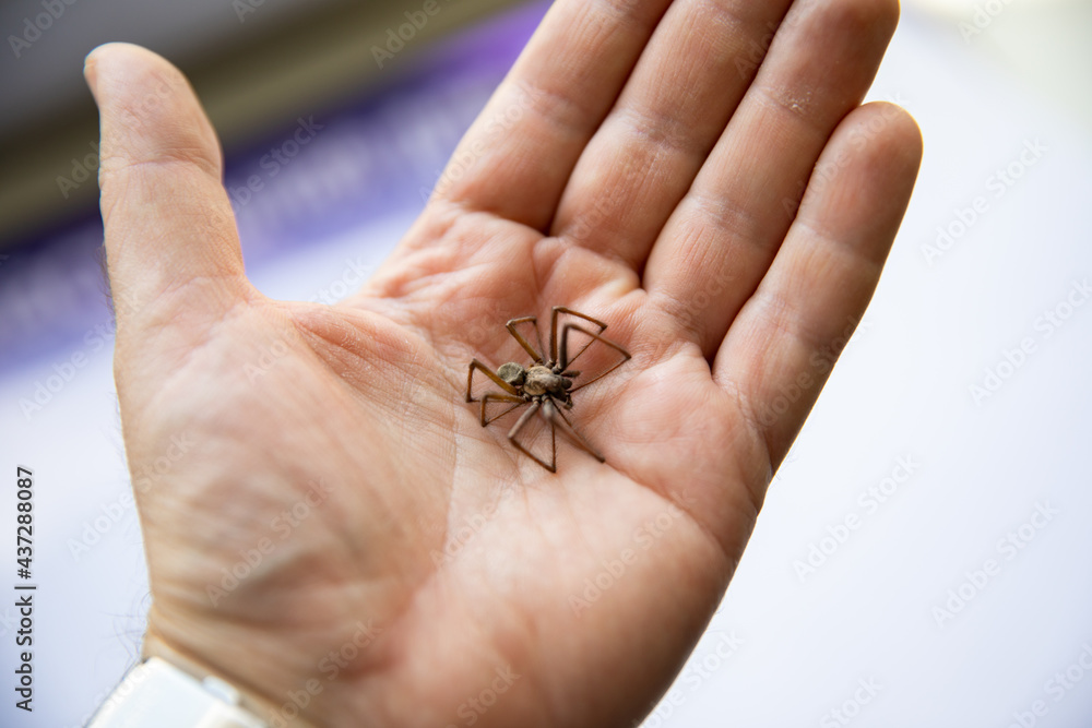 A large spider in the palm of a man's hand.