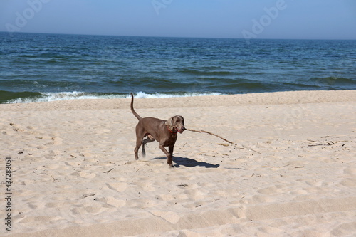 Weimaraner by the Baltic Sea on the beach in beautiful weather