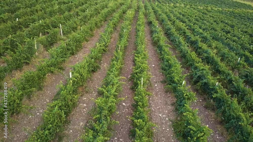 Drone Above A Field Of Growing Grapes Drone Above A Field Of Growing Grapes