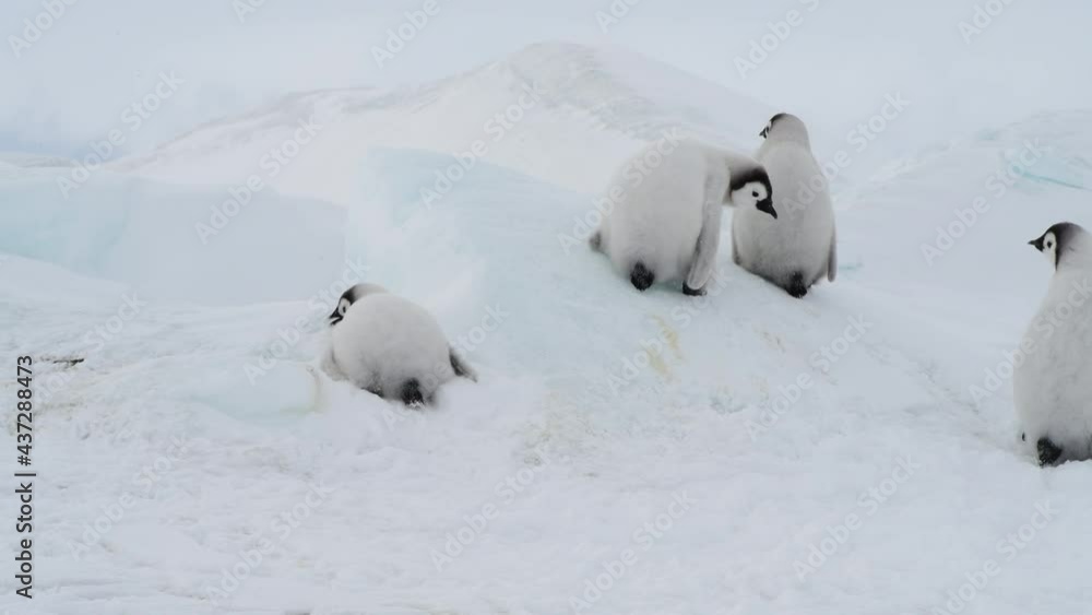 Emperor Penguins chicks on the ice in Antarctica Emperor Penguins chicks on the ice in Antarctica