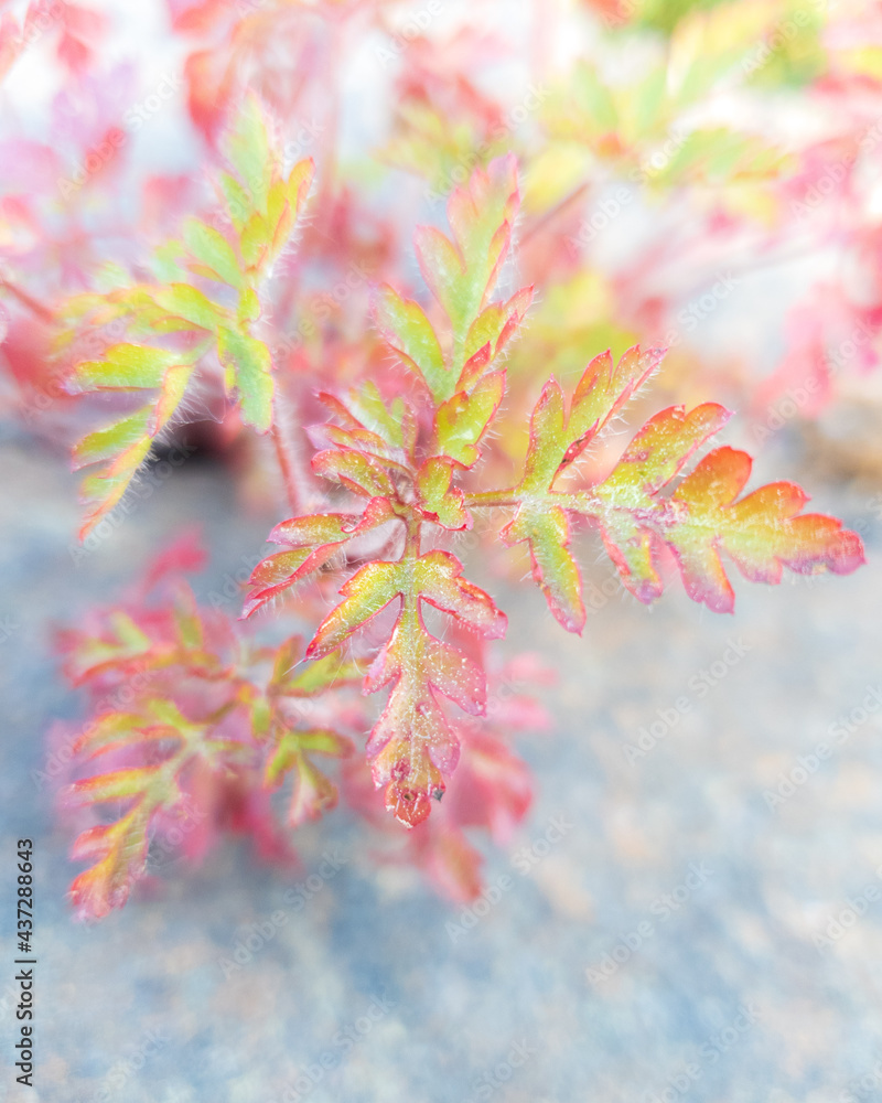 colorful sprin leaves shining bright in sunlight colorful sprin leaves shining bright in sunlight