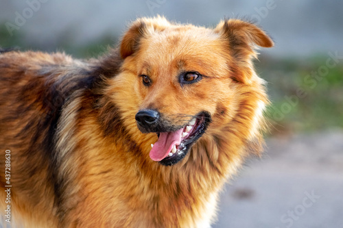 Brown shaggy dog with open mouth on blurred background © Volodymyr