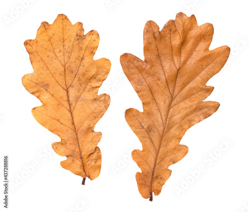 Two oak autumn dry leaves on a white blurred background