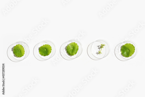 Fresh green centella asiatica leaves in petri dishes on white background. photo