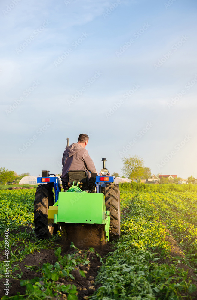 Obraz premium Farmer digs out of potatoes on a farm field. Harvest first potatoes in early spring. Farming and farmland. Agro industry and agribusiness. Harvesting mechanization in developing countries.