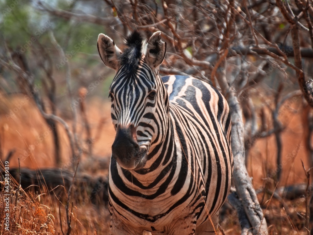 Naklejka premium Zebra in the African safari