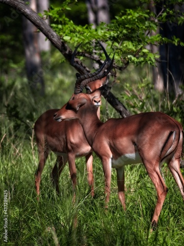 Fototapeta Naklejka Na Ścianę i Meble -  Two antelopes in the safari