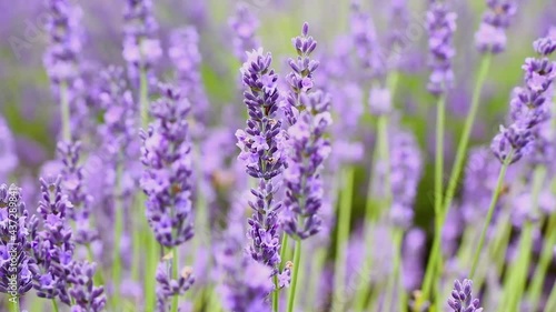 Close up honeybee on lavender flowers in field