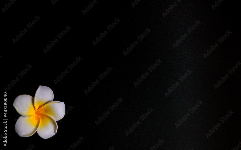 White and magical Hawaiian style flower with five petals and a bright yellow middle.