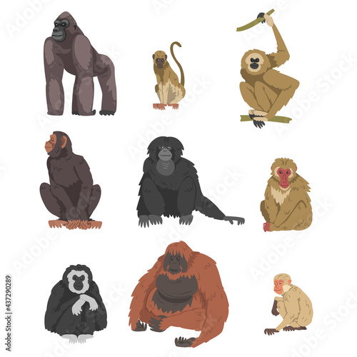 Monkey as Arboreal Primate and Simian Mammal Vector Set