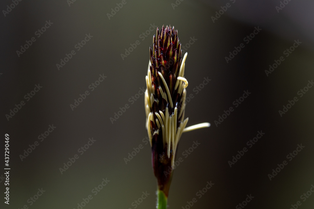 An undisclosed flower in the woods. An incomprehensible plant. An undisclosed flower in the woods. An incomprehensible plant.