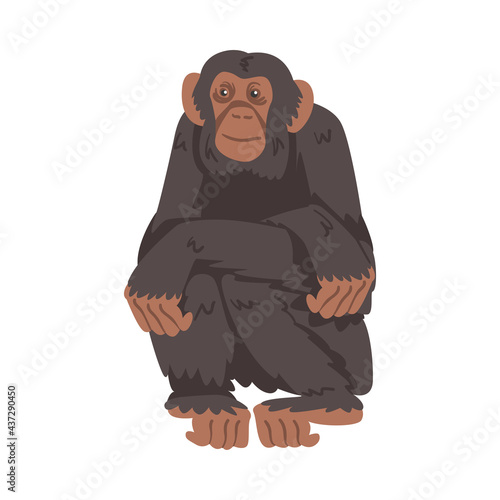 Chimpanzee Monkey as Great Ape Specie Native to Tropical Africa Vector Illustration