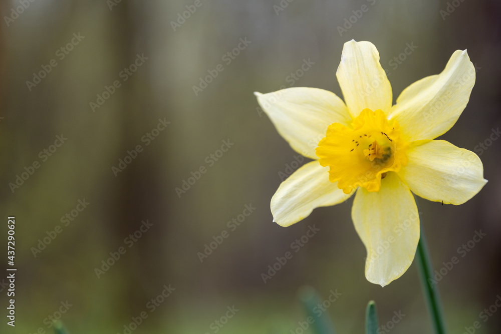 Spring flower of yellow daffodil in the woods. Spring flower of yellow daffodil in the woods.
